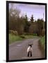 A Spring Lamb Walks in the Scenic Glens of Antrim in Cushendall, Northern Ireland-null-Framed Photographic Print