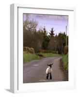 A Spring Lamb Walks in the Scenic Glens of Antrim in Cushendall, Northern Ireland-null-Framed Photographic Print