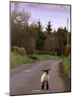 A Spring Lamb Walks in the Scenic Glens of Antrim in Cushendall, Northern Ireland-null-Mounted Photographic Print
