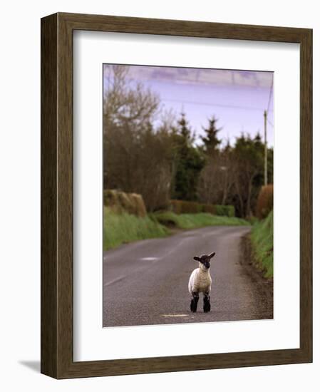 A Spring Lamb Walks in the Scenic Glens of Antrim in Cushendall, Northern Ireland-null-Framed Photographic Print