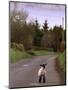 A Spring Lamb Walks in the Scenic Glens of Antrim in Cushendall, Northern Ireland-null-Mounted Photographic Print