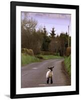 A Spring Lamb Walks in the Scenic Glens of Antrim in Cushendall, Northern Ireland-null-Framed Photographic Print