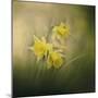 A Spring Morning Welcome-Jai Johnson-Mounted Giclee Print