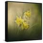 A Spring Morning Welcome-Jai Johnson-Framed Stretched Canvas