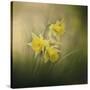 A Spring Morning Welcome-Jai Johnson-Stretched Canvas