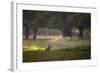 A Spring Rabbit Grazes in Richmond Park on a Spring Morning-Alex Saberi-Framed Photographic Print