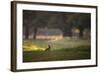 A Spring Rabbit Grazes in Richmond Park on a Spring Morning-Alex Saberi-Framed Photographic Print