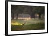 A Spring Rabbit Grazes in Richmond Park on a Spring Morning-Alex Saberi-Framed Photographic Print