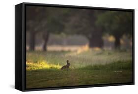 A Spring Rabbit Grazes in Richmond Park on a Spring Morning-Alex Saberi-Framed Stretched Canvas