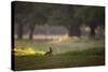 A Spring Rabbit Grazes in Richmond Park on a Spring Morning-Alex Saberi-Stretched Canvas