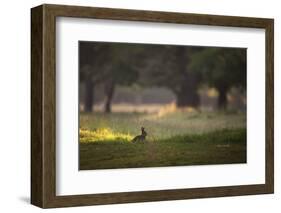 A Spring Rabbit Grazes in Richmond Park on a Spring Morning-Alex Saberi-Framed Photographic Print