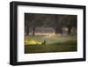 A Spring Rabbit Grazes in Richmond Park on a Spring Morning-Alex Saberi-Framed Photographic Print