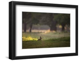 A Spring Rabbit Grazes in Richmond Park on a Spring Morning-Alex Saberi-Framed Photographic Print