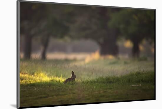A Spring Rabbit Grazes in Richmond Park on a Spring Morning-Alex Saberi-Mounted Photographic Print