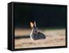 A Spring Rabbit, Oryctolagus Cuniculus, in the Evening-Alex Saberi-Framed Stretched Canvas