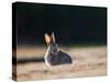 A Spring Rabbit, Oryctolagus Cuniculus, in the Evening-Alex Saberi-Stretched Canvas