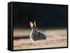 A Spring Rabbit, Oryctolagus Cuniculus, in the Evening-Alex Saberi-Framed Stretched Canvas