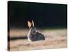 A Spring Rabbit, Oryctolagus Cuniculus, in the Evening-Alex Saberi-Stretched Canvas