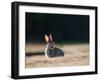 A Spring Rabbit, Oryctolagus Cuniculus, in the Evening-Alex Saberi-Framed Photographic Print