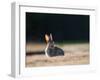 A Spring Rabbit, Oryctolagus Cuniculus, in the Evening-Alex Saberi-Framed Photographic Print