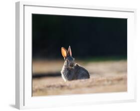 A Spring Rabbit, Oryctolagus Cuniculus, in the Evening-Alex Saberi-Framed Photographic Print