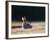A Spring Rabbit, Oryctolagus Cuniculus, in the Evening-Alex Saberi-Framed Photographic Print