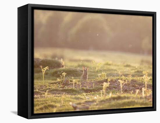 A Spring Rabbit, Oryctolagus Cuniculus, Pops His Head Up-Alex Saberi-Framed Stretched Canvas