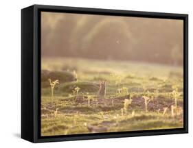 A Spring Rabbit, Oryctolagus Cuniculus, Pops His Head Up-Alex Saberi-Framed Stretched Canvas