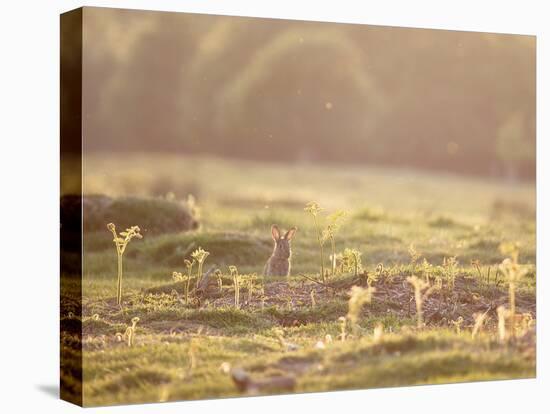 A Spring Rabbit, Oryctolagus Cuniculus, Pops His Head Up-Alex Saberi-Stretched Canvas