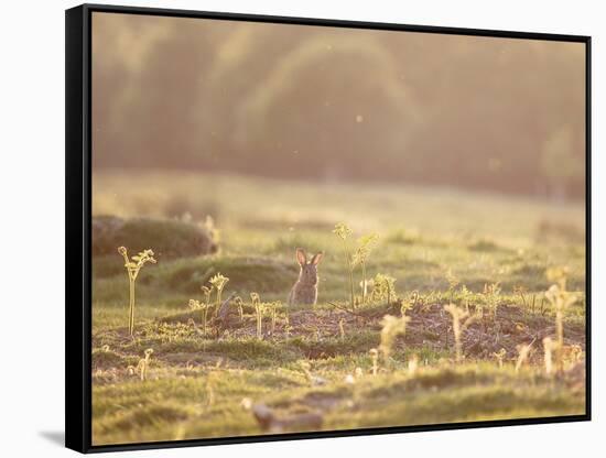 A Spring Rabbit, Oryctolagus Cuniculus, Pops His Head Up-Alex Saberi-Framed Stretched Canvas