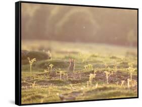 A Spring Rabbit, Oryctolagus Cuniculus, Pops His Head Up-Alex Saberi-Framed Stretched Canvas