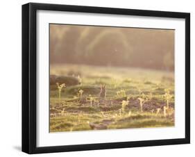 A Spring Rabbit, Oryctolagus Cuniculus, Pops His Head Up-Alex Saberi-Framed Photographic Print