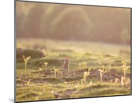 A Spring Rabbit, Oryctolagus Cuniculus, Pops His Head Up-Alex Saberi-Mounted Photographic Print