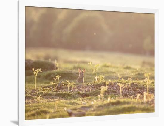A Spring Rabbit, Oryctolagus Cuniculus, Pops His Head Up-Alex Saberi-Framed Photographic Print