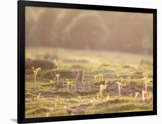 A Spring Rabbit, Oryctolagus Cuniculus, Pops His Head Up-Alex Saberi-Framed Photographic Print