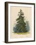 A Spruce Fir-null-Framed Art Print