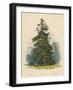 A Spruce Fir-null-Framed Art Print