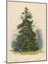 A Spruce Fir-null-Mounted Art Print