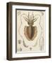 A Squid-null-Framed Giclee Print