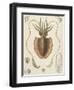 A Squid-null-Framed Giclee Print