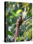 A Squirrel Cuckoo Rests on Branch in Ubatuba, Brazil-Alex Saberi-Stretched Canvas