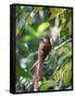 A Squirrel Cuckoo Rests on Branch in Ubatuba, Brazil-Alex Saberi-Framed Stretched Canvas