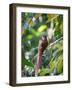 A Squirrel Cuckoo Rests on Branch in Ubatuba, Brazil-Alex Saberi-Framed Premium Photographic Print