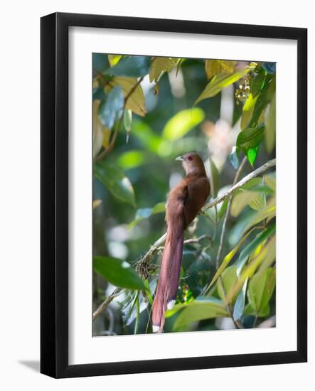 A Squirrel Cuckoo Rests on Branch in Ubatuba, Brazil-Alex Saberi-Framed Premium Photographic Print