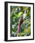 A Squirrel Cuckoo Rests on Branch in Ubatuba, Brazil-Alex Saberi-Framed Premium Photographic Print