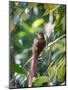 A Squirrel Cuckoo Rests on Branch in Ubatuba, Brazil-Alex Saberi-Mounted Premium Photographic Print