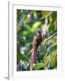 A Squirrel Cuckoo Rests on Branch in Ubatuba, Brazil-Alex Saberi-Framed Photographic Print