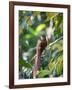 A Squirrel Cuckoo Rests on Branch in Ubatuba, Brazil-Alex Saberi-Framed Photographic Print