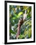 A Squirrel Cuckoo Rests on Branch in Ubatuba, Brazil-Alex Saberi-Framed Photographic Print