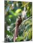 A Squirrel Cuckoo Rests on Branch in Ubatuba, Brazil-Alex Saberi-Mounted Photographic Print